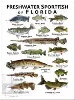 Freshwater Sportfish of Florida Poster Print - Image 2