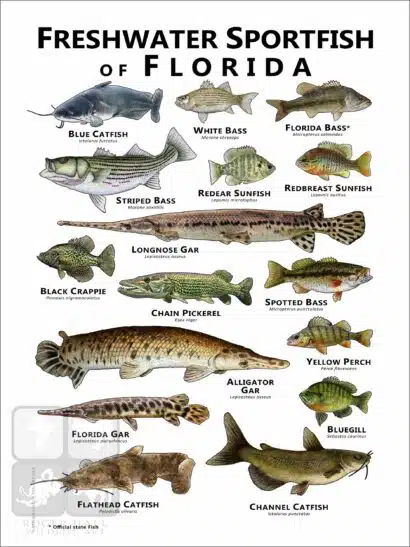 Freshwater Sportfish of Florida Poster Print - Image 2