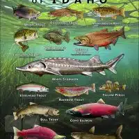 Poster design featuring various species of sportfish found in Idaho