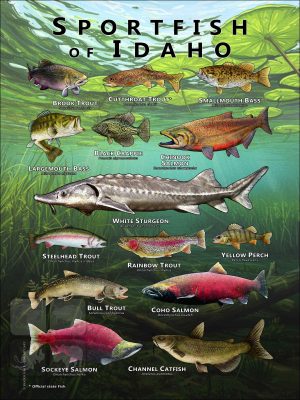 Poster design featuring various species of sportfish found in Idaho