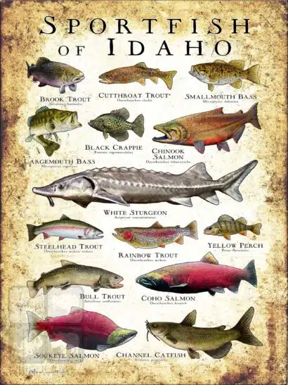 Freshwater Sportfish of Idaho Poster Print - Image 2