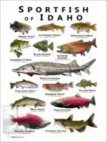 Freshwater Sportfish of Idaho Poster Print - Image 3