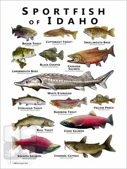 Freshwater Sportfish of Idaho Poster Print - Image 3