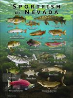 Poster design featuring various species of sportfish found in Nevada