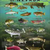 Poster design featuring various species of sportfish found in Nevada