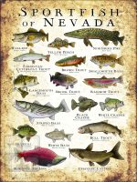 Freshwater Sportfish of Nevada Poster Print - Image 3