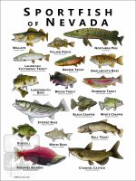 Freshwater Sportfish of Nevada Poster Print - Image 2