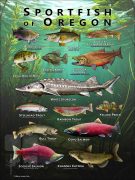 Poster design featuring various species of sportfish found in Oregon