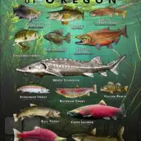 Poster design featuring various species of sportfish found in Oregon