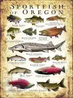 Freshwater Sportfish of Oregon Poster Print - Image 3