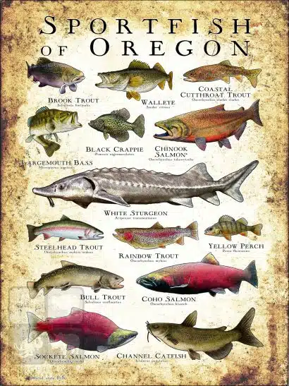 Freshwater Sportfish of Oregon Poster Print - Image 3