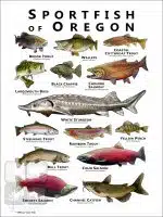 Freshwater Sportfish of Oregon Poster Print - Image 2