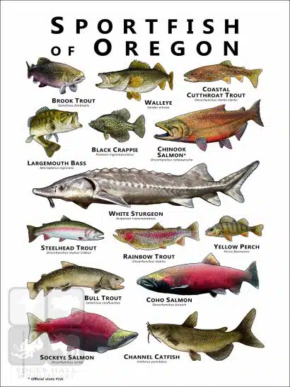 Freshwater Sportfish of Oregon Poster Print - Image 2