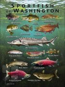 Poster design featuring various species of sportfish found in Washington