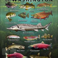 Poster design featuring various species of sportfish found in Washington