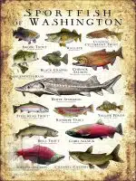 Freshwater Sportfish of Washington Poster Print - Image 3