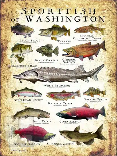 Freshwater Sportfish of Washington Poster Print - Image 3