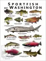 Freshwater Sportfish of Washington Poster Print - Image 2