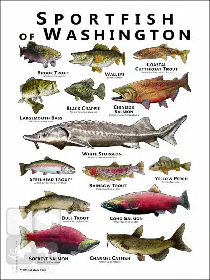 Freshwater Sportfish of Washington Poster Print - Image 2