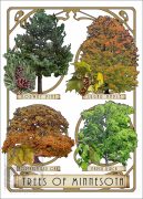 Poster design featuring types of tree species native to Minnesota