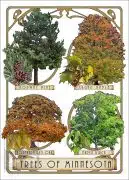 Poster design featuring types of tree species native to Minnesota