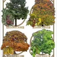 Poster design featuring types of tree species native to Minnesota