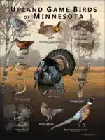 Upland Game Birds of Minnesota poster print