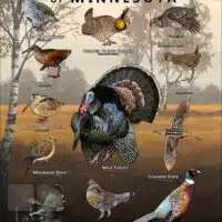 Upland Game Birds of Minnesota poster print