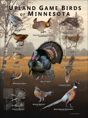 Upland Game Birds of Minnesota poster print