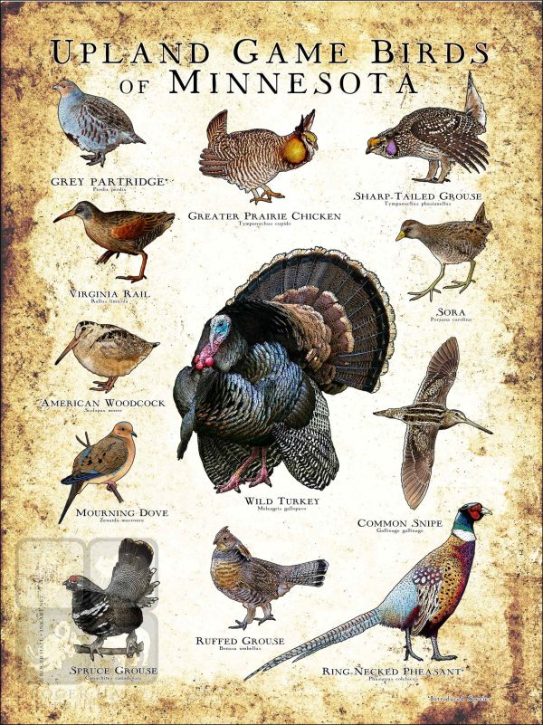 Upland Game Birds of Minnesota Poster Print - Image 3