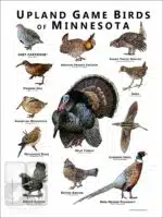 Upland Game Birds of Minnesota Poster Print - Image 2