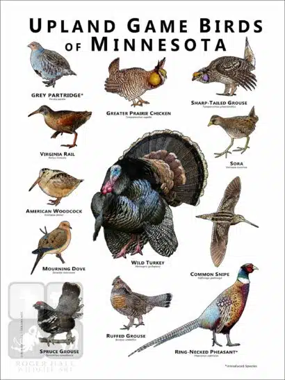 Upland Game Birds of Minnesota Poster Print - Image 2
