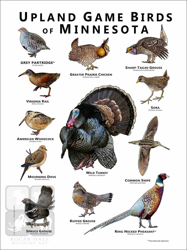 Upland Game Birds of Minnesota Poster Print - Image 2