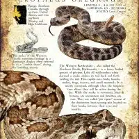Western or Northern Pacific Rattlesnake poster print