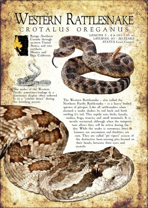 Western or Northern Pacific Rattlesnake poster print