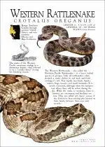 Western Rattlesnake Poster - Wildlife Art - Image 2