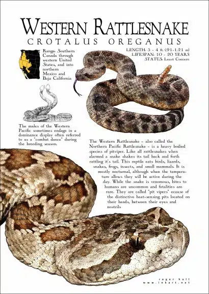 Western Rattlesnake Poster - Wildlife Art - Image 2