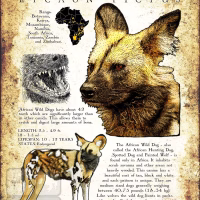 Informational poster of the African Wild or Painted Dog.