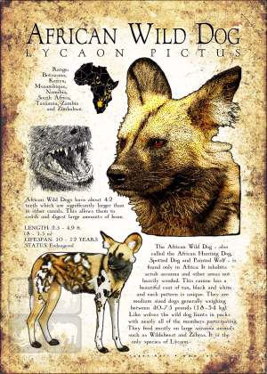 Informational poster of the African Wild or Painted Dog.