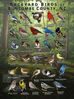 Backyard birds of Buncombe County, North Carolina poster print