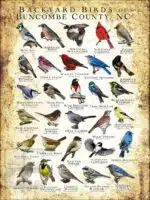 Backyards birds of Buncombe County, North Carolina Poster Print - Image 3