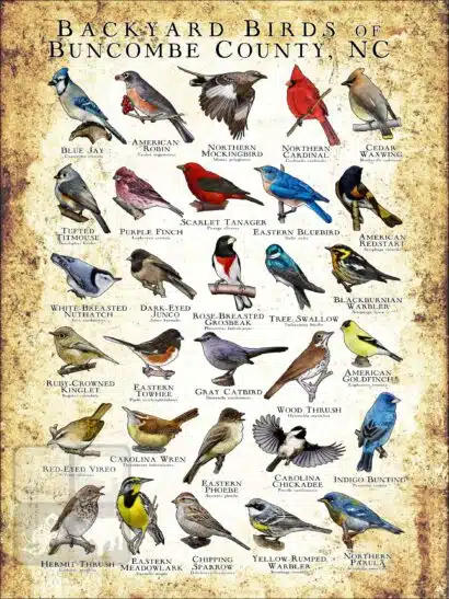 Backyards birds of Buncombe County, North Carolina Poster Print - Image 3