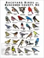 Backyards birds of Buncombe County, North Carolina Poster Print - Image 2