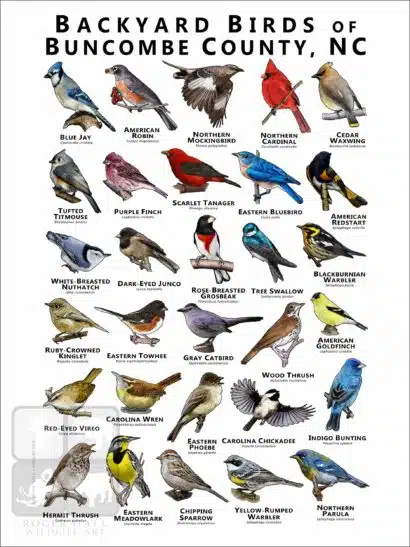 Backyards birds of Buncombe County, North Carolina Poster Print - Image 2