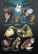 Owls of Alabama poster print