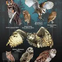 Owls of Alabama poster print