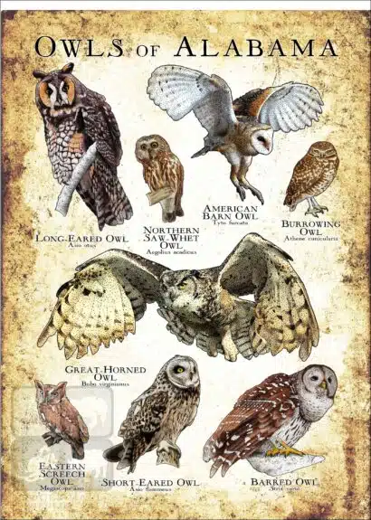 Owls of Alabama Poster Print - Image 3