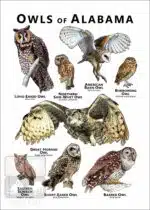 Owls of Alabama Poster Print - Image 2