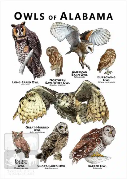 Owls of Alabama Poster Print - Image 2