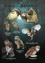 Owls of Arkansas poster print